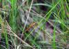 Sympetrum sanguineum
